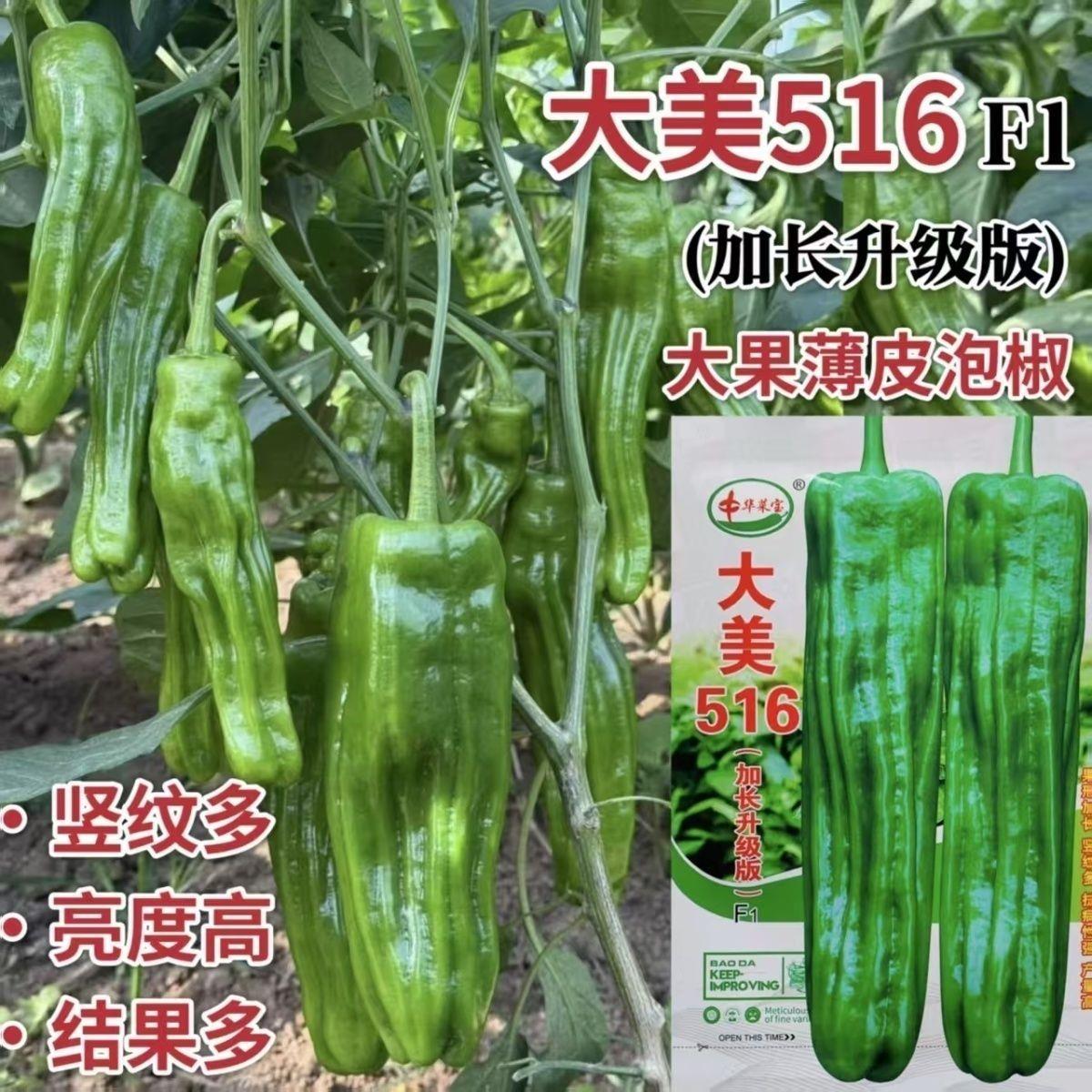 大美516早熟大果薄皮泡椒种子竖纹多亮度高长灯笼椒种耐高温抗病