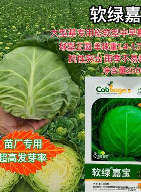 软绿嘉宝甘蓝种子球形松软色绿黄芯耐裂春秋包心菜卷芯菜水果甘蓝