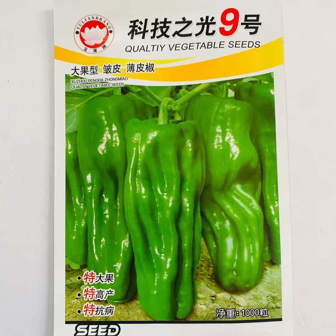 科技之光9号辣椒种籽高产耐热春秋播耐低温大果薄皮大椒蔬菜种子 - 实物图
