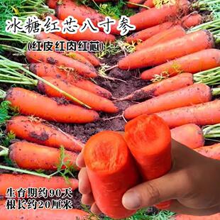 透心红胡萝卜水果萝卜秋播易栽养高产菜园阳台盆栽蔬菜红萝卜红皮