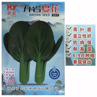 开岩夏花耐热耐湿墨绿大叶青梗菜种子种籽夏季小青菜春夏秋蔬菜孑