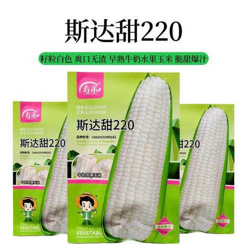 斯达甜220牛奶水果玉米种子高产脆甜多汁非转基因白玉米种籽春秋