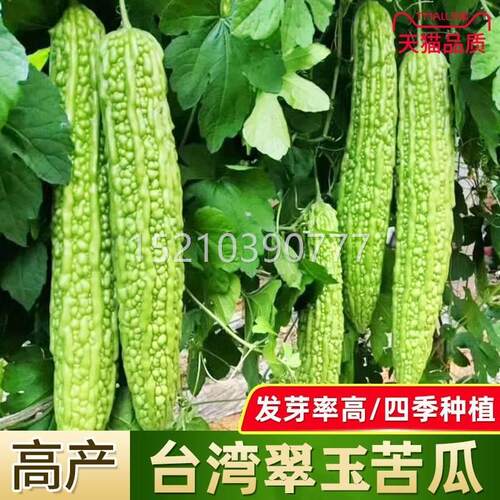 苦瓜种子台湾翠玉四秋蔬冬季FBB苦瓜苗季种春季菜孑苦瓜种籽苗秧