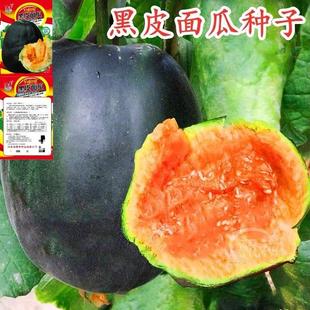 黑面瓜籽 香瓜种子小可爱甜瓜种子 黑皮面瓜种子春秋播种蔬菜蔬果