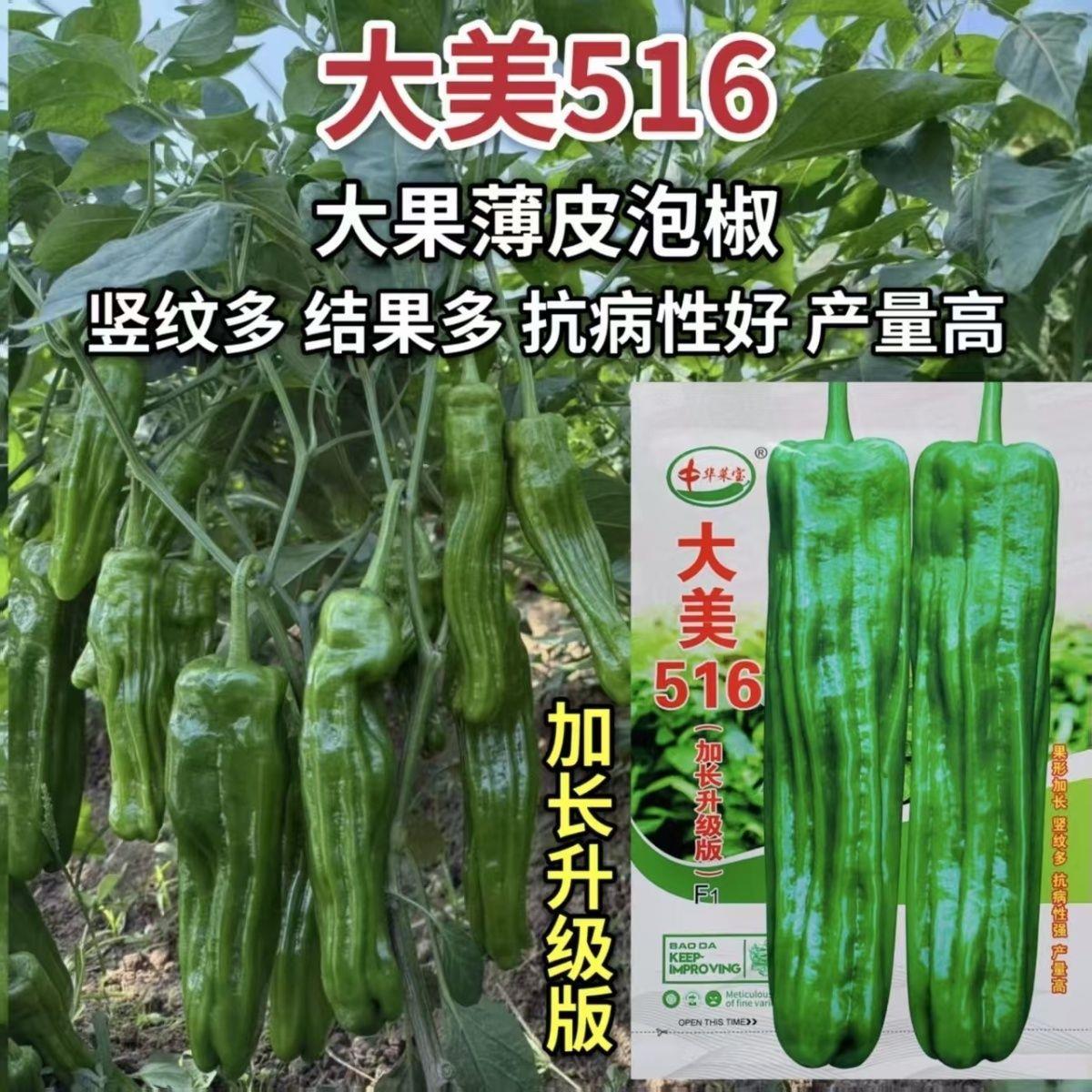 大美516薄皮泡椒种子早熟加长型灯笼青椒种籽抗病强耐高温产量高