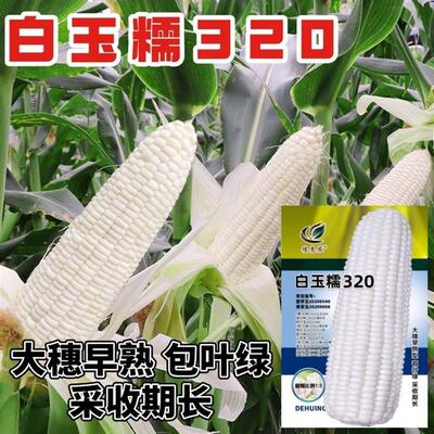 白玉糯320糯玉米种子白色甜玉米种籽甜糯水果种子甜粘糯春季夏种