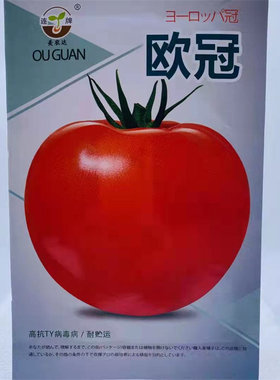欧冠番茄种子 无限生长型大红果西红柿种籽早熟抗病耐贮运番茄籽