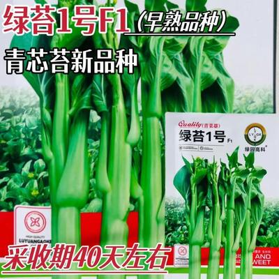 绿苔1号菜苔种子早熟青菜苔种籽清香青菜苔孑种农家四季蔬菜种子