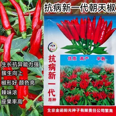 抗病原种新一代朝天椒种子朝天小米椒浓辣早熟四季播蔬菜种籽