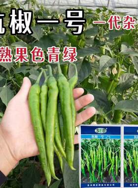 杭椒一号一代杂交辣椒种子果色青绿早熟中辣纤维低品质好高产抗病