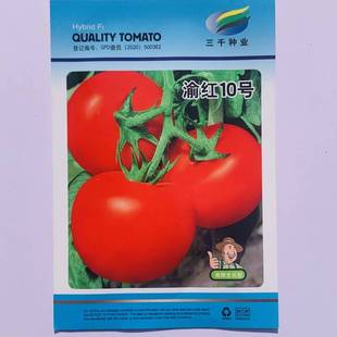 渝红10号蕃茄种子有限生长早熟抗病高产硬度中等西红柿种子1000粒