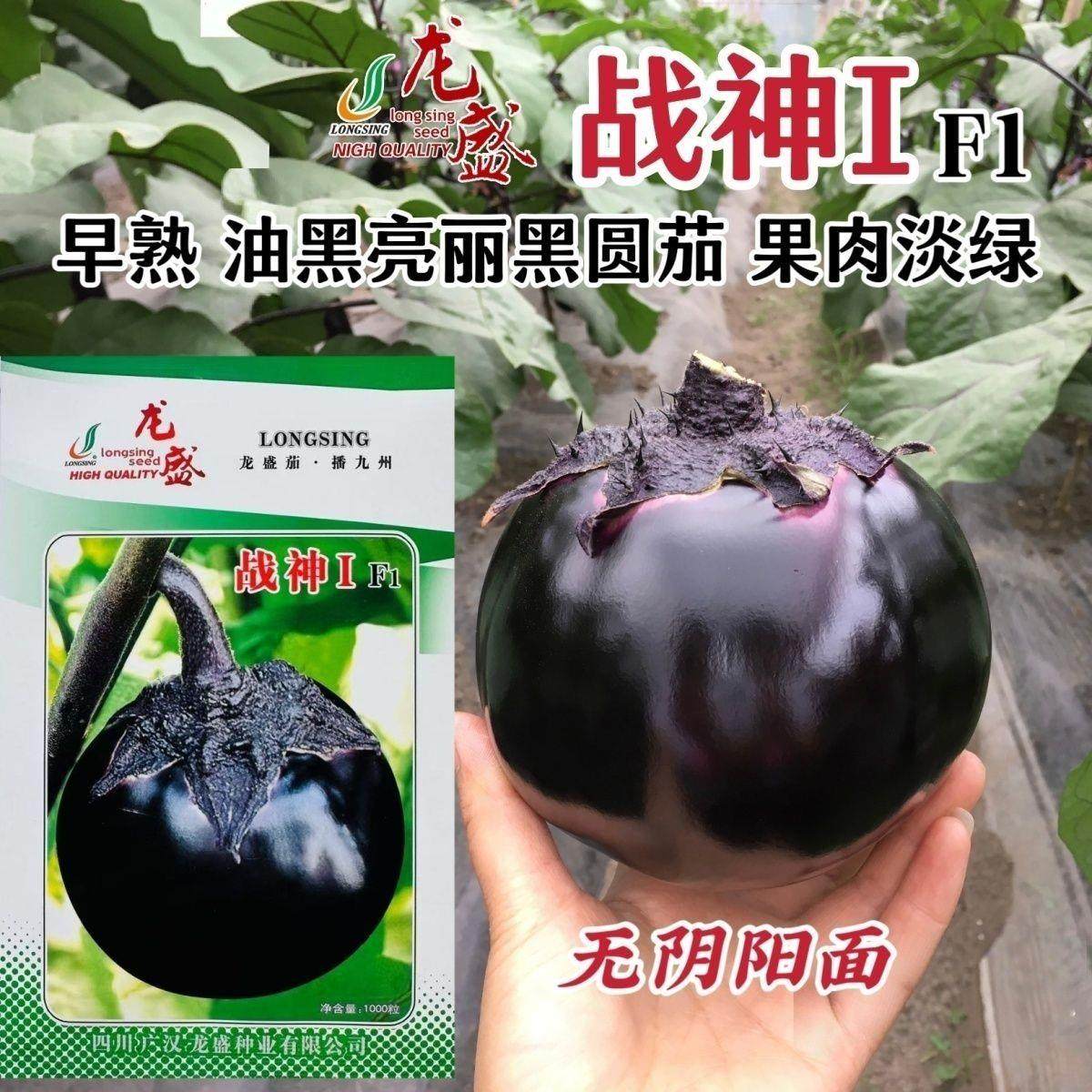 战神1号特大黑圆茄茄子种子绿肉油黑黑亮圆茄种籽春秋杂交高产茄