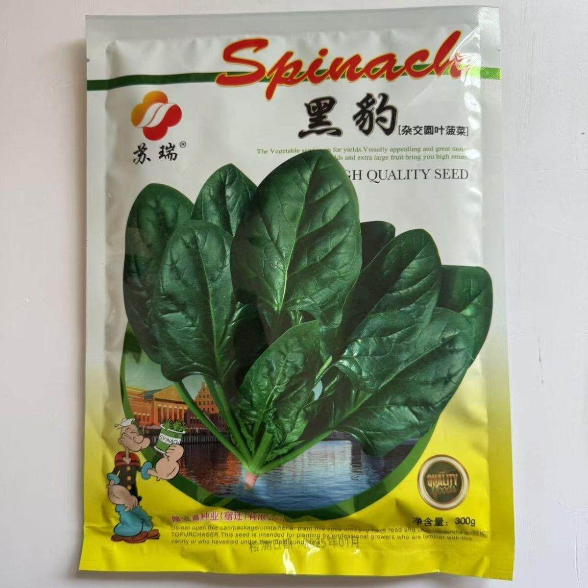 苏瑞黑豹菠菜种子300克