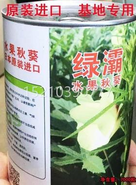 绿灞输水秋葵果种子原装进口杂交品口感好基地专用品JJE种耐运老
