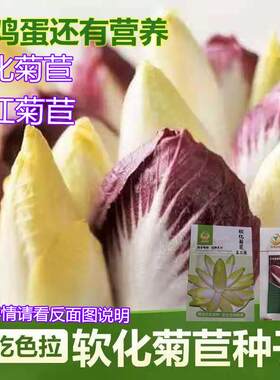 玉兰菜软化菊苣种子芽球菊苣欧洲菊苣苦白菜卡斯尼皱叶苦苣明目菜