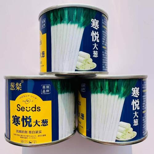 寒悦大葱种子葱白粗壮紧实叶片直立腊粉厚耐寒耐热大田杂交葱籽