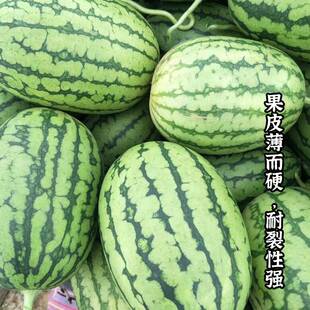 全美2k西瓜种子薄皮沙瓤椭圆形礼品小西瓜种籽吊瓜甜度高不裂瓜孑