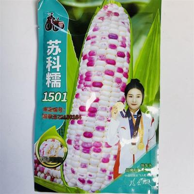 苏科糯1501玉米种籽大棒国审定双色彩甜糯苞米棒子籽花糯玉米种子