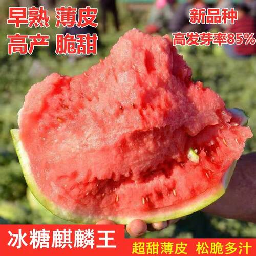 冰糖麒麟西瓜甜种子春夏季早熟超京欣大8瓜种籽NNP西盆栽424水果