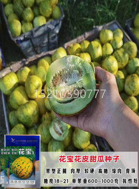花宝甜瓜种子厚皮八里香甜瓜籽春LFO季水花皮果香瓜四季超种甜种