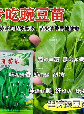 义天晟四季芽苗菜种子黑芽豌豆苗种籽豆芽菜豌豆种子新鲜蔬菜种子