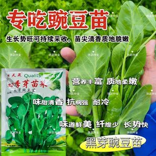芽苗菜种子黑芽豌豆苗种籽豆芽菜豌豆种子新鲜蔬菜种子 义天晟四季