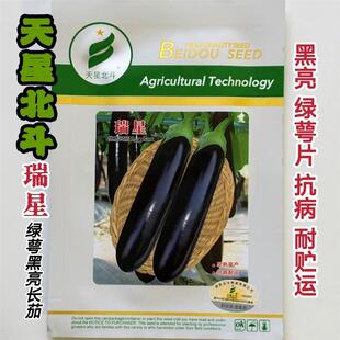 天星北斗瑞星黑长茄种子绿萼皮色黑亮极早熟抗病杂交种籽耐低温