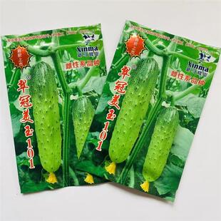 翠冠美玉101黄瓜种子春秋播小黄瓜旱黄瓜秋瓜青瓜种籽甜脆蔬菜种