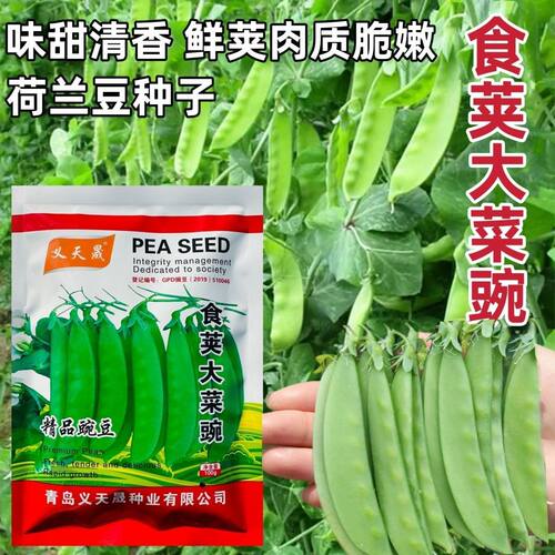 荷兰豆种子食荚大菜豌豌豆种子白花豌豆荚种子味甜清香食荚菜碗豆