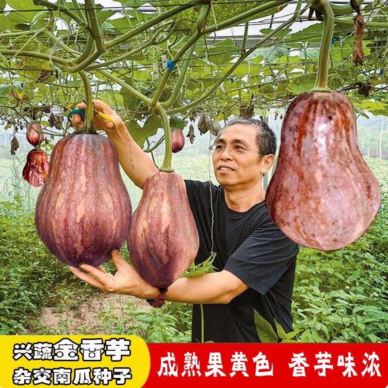湖南兴蔬金黄皮香芋南瓜种子芋头甜南瓜种籽早熟春秋浓香南爪种籽