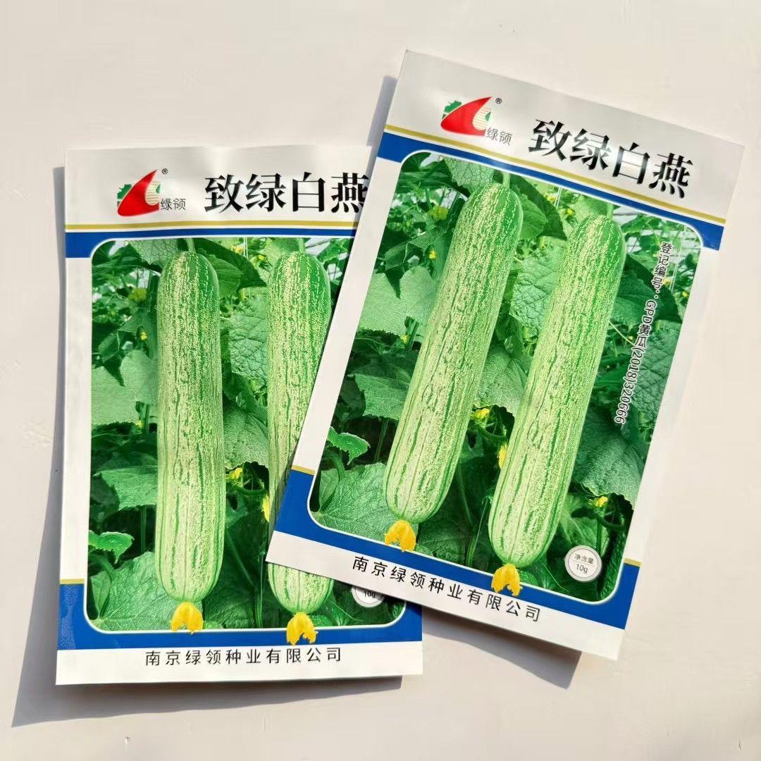 致绿白燕 黄瓜种子 圆筒型瓜条直商品性好早熟高产基地用黄瓜种孑