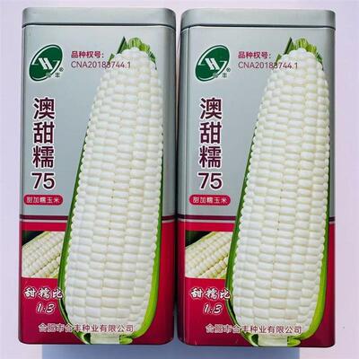 澳甜糯75玉米种子500克矮杆大棒白甜糯玉米种子鲜食甜加糯玉米种