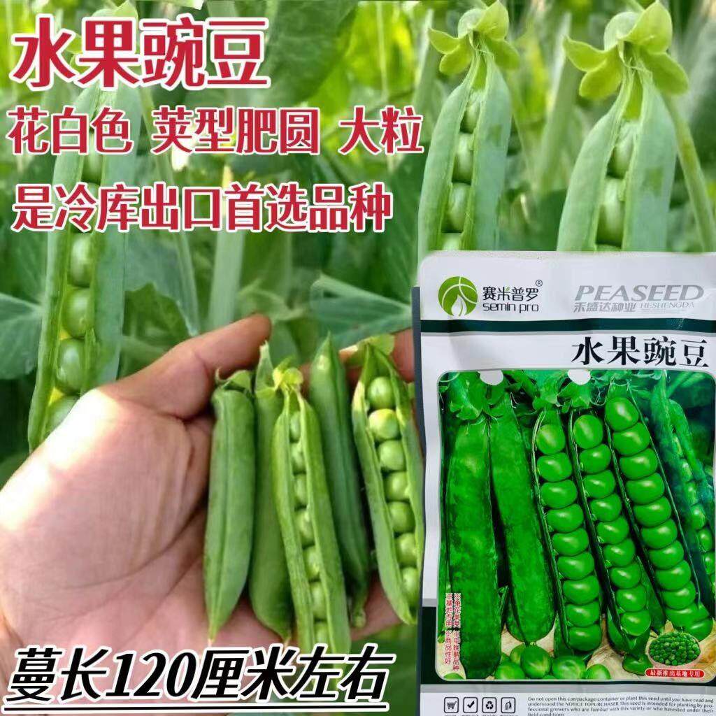 水果豌豆种子食米甜豌豆种籽孑农家四季田园蔬菜籽种优质豌豆种籽