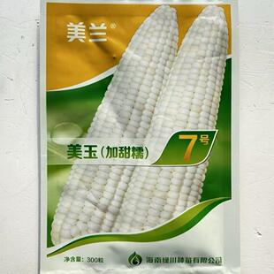 美玉加甜糯7号白甜糯玉米种籽高产矮杆大棒甜加糯白糯玉米种子孑