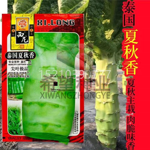 泰国夏秋香莴种籽春夏青秋季抗热香莴苣种VDJ子农笋家四季笋南方