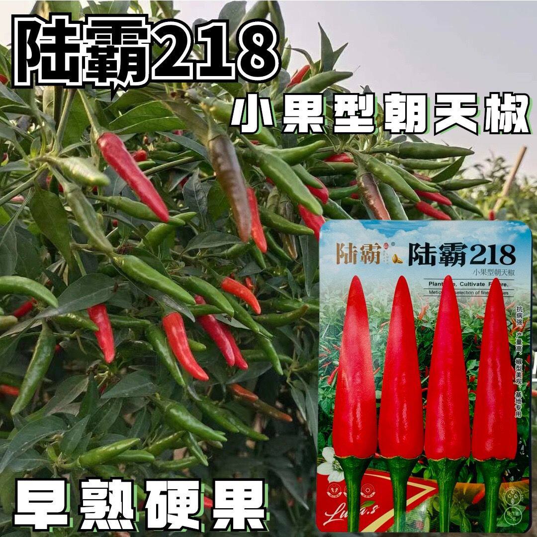 陆霸218早熟大果朝天椒种子青红两用朝天辣椒尾期果大硬果耐重茬
