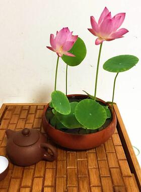 碗莲水培植物卉室内花好养四季开花SQO种子观籽叶盆荷花睡花莲栽
