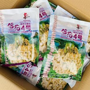 高产花生种子华一罗汉大颗粒抗病抗旱耐高温优质花生种农科院研发