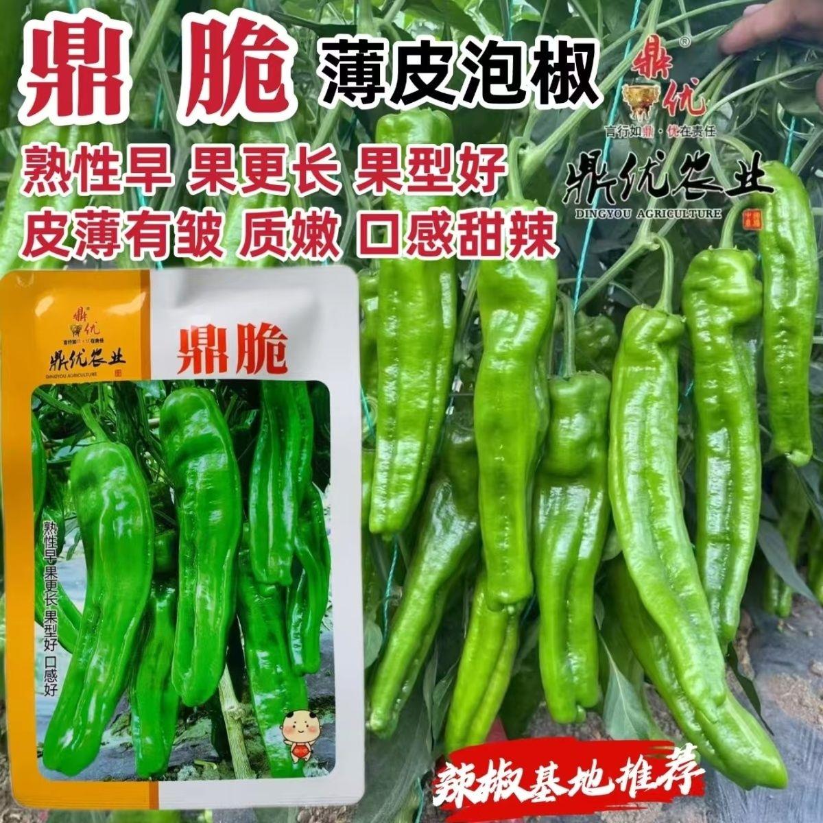 鼎脆早熟薄皮泡椒种子皮薄质嫩口感甜辣青椒种籽长灯笼薄皮椒种子