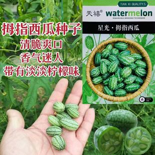 拇指西瓜种子籽迷你蔬菜小西瓜籽姆手指母子西瓜子种阳台盆栽瓜果