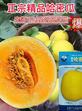 正宗哈密香甜瓜种子早熟果实皮黄色肉质酥嫩爽口香甜纯正香瓜种子