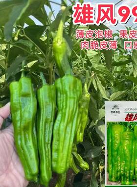 雄风999辣椒种子薄皮大果泡椒种籽青椒皱皮虎皮椒春秋季播 蔬菜孑