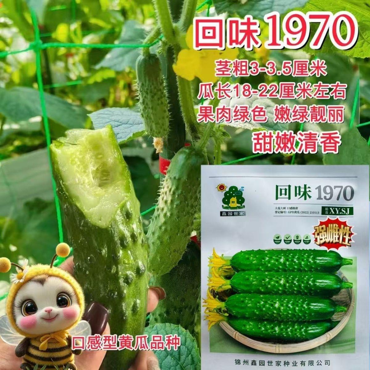 回味1970回味1980黄瓜种子强雌大苞大刺水果黄瓜种子口感甜脆