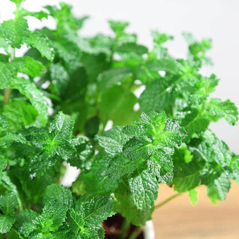 薄荷种子年多品种多四季可种植户外室内盆栽易KYP活生发芽包观叶图片