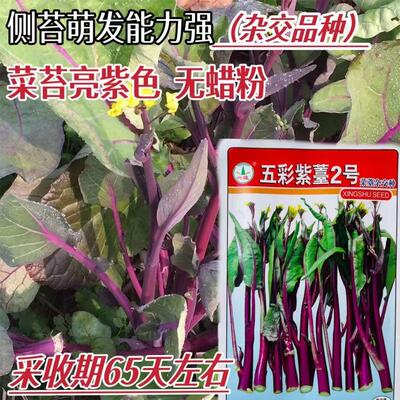 兴蔬五彩紫苔2号菜苔种子早中熟65天高产耐冷红菜苔种子紫菜苔种