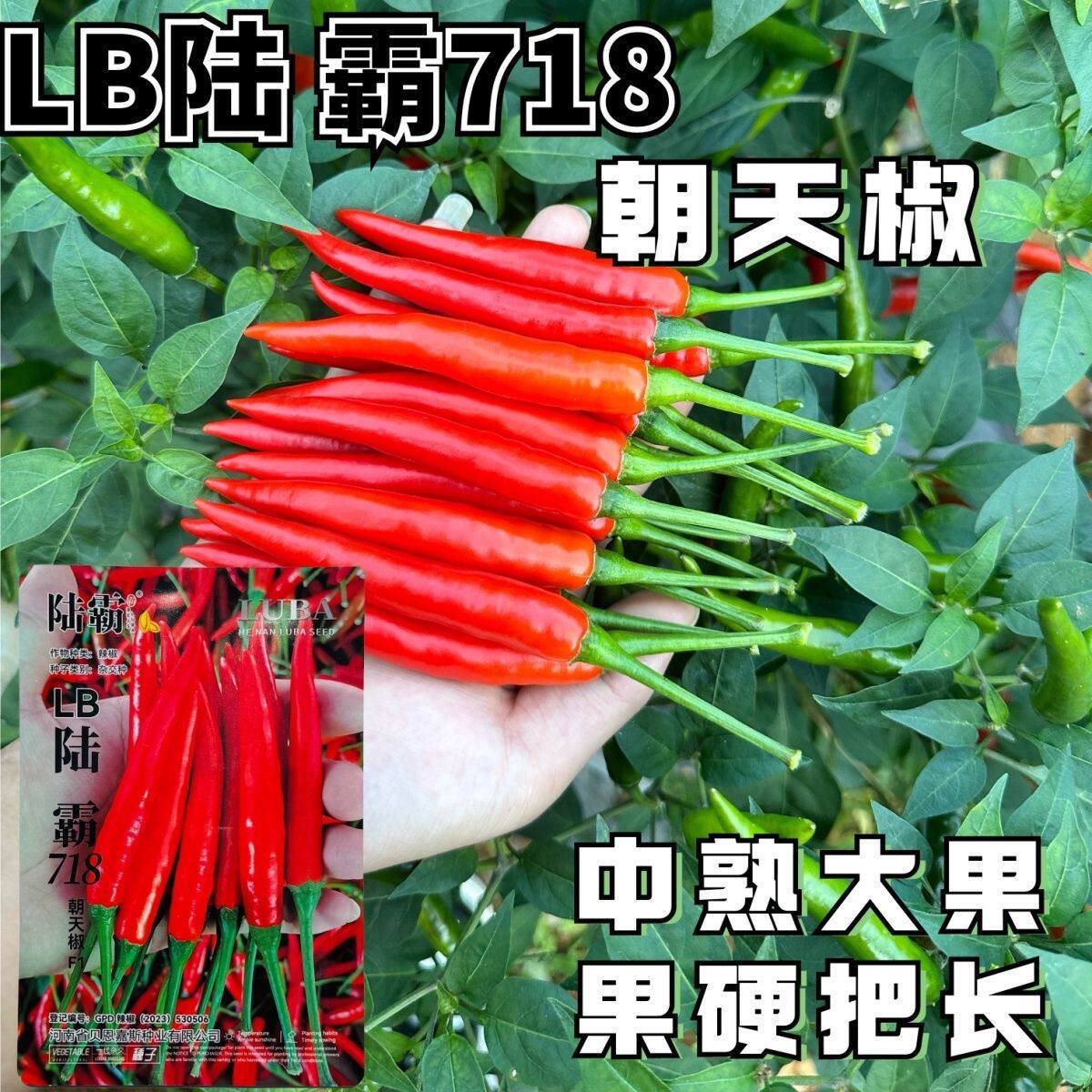 陆霸718朝天椒种子 中熟大果单生朝天椒品种产量高抗病强味辣果硬