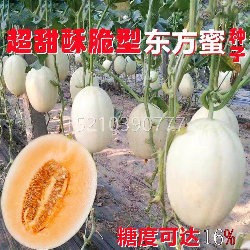 东方蜜一号甜瓜种子甜新RMC果疆香妃白皮红瓤玉姑松籽脆梨超水香