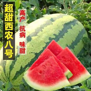 西农八号西瓜种子特大高产薄皮西瓜水果种子南方大棚四季西瓜种子