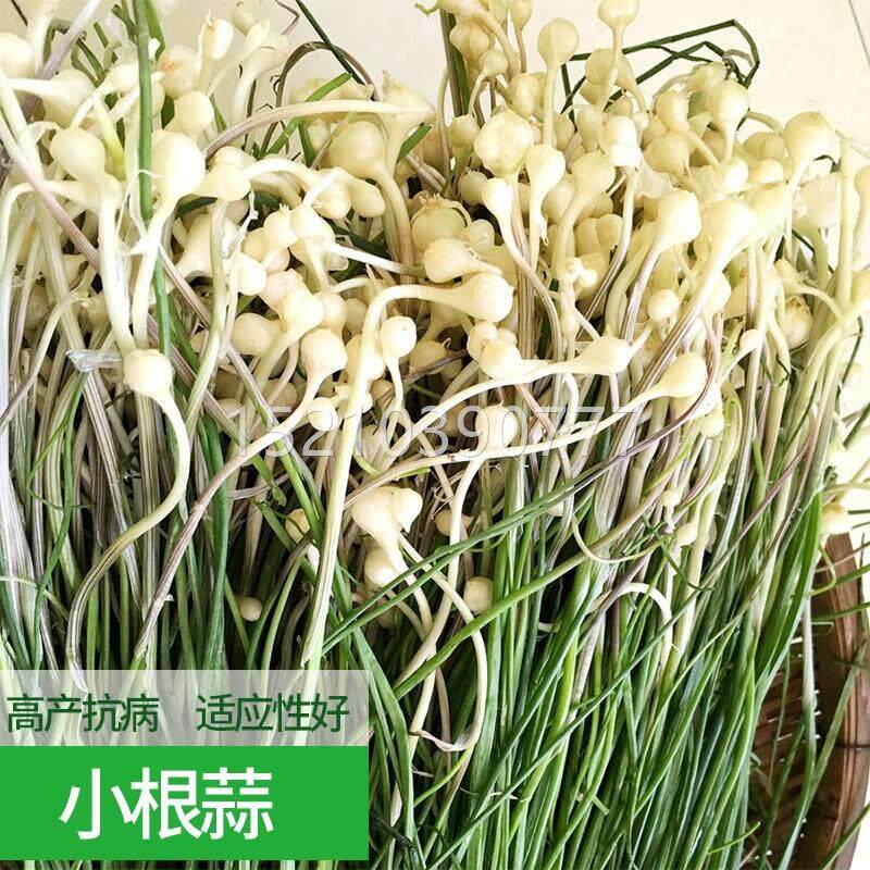 小种根蒜种野菜种大籽野生薤白野小蒜山蒜葱籽种蔬HJO菜东北子脑