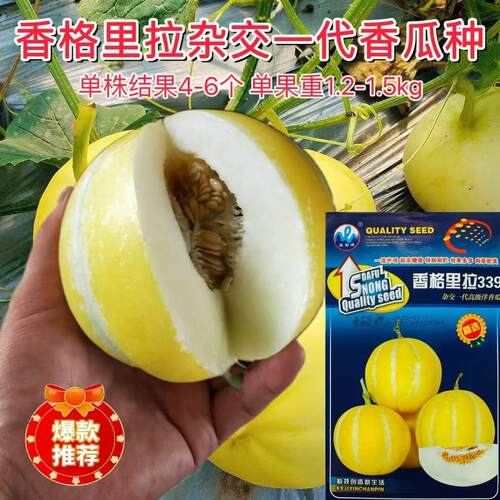 香格里拉339甜瓜种子特甜高级洋香瓜种子超高糖度薄皮黄皮甜瓜种